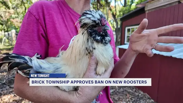 Video thumbnail for Cock-a-doodle-DON’T: Brick Township bans neighborhood backyard roosters after noise complaints