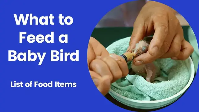 Video thumbnail for What to feed a Baby Bird - What do baby birds eat - Homemade Baby Bird Diet