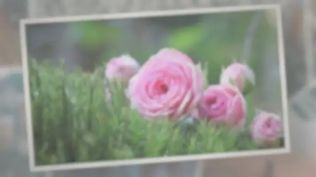 Video thumbnail for Do Roses Attract Bees?