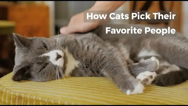 'Video thumbnail for HOW DO CATS CHOOSE THEIR FAVORITE PERSON?'