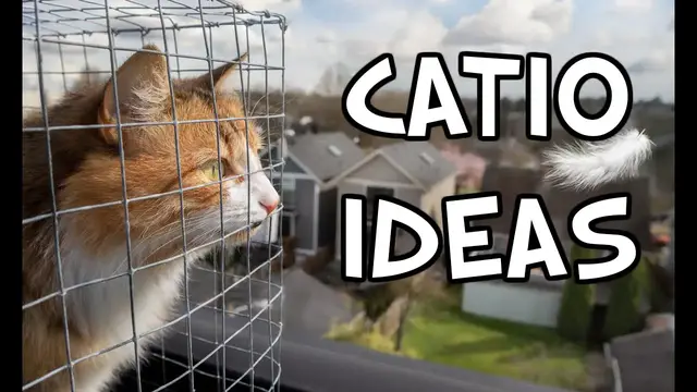 'Video thumbnail for DIY Catio Ideas'