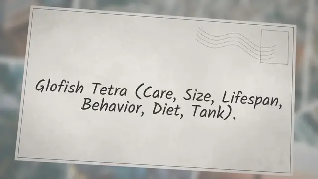 'Video thumbnail for Glofish Tetra (Care, Size, Lifespan, Behavior, Diet, Tank)'