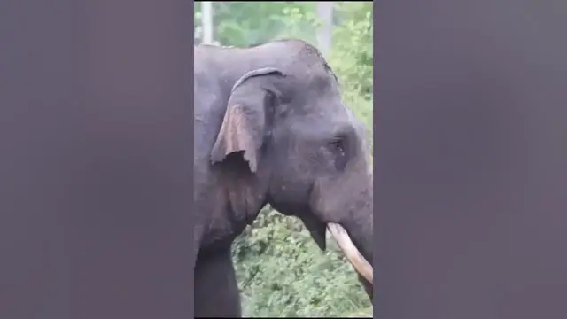 Video thumbnail for Huge blind elephant (Tusker) crossing a rural road in Sri Lanka #shorts