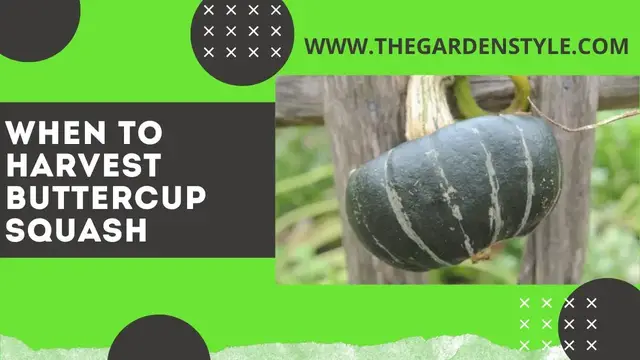 Video thumbnail for How and When to Harvest Buttercup Squash