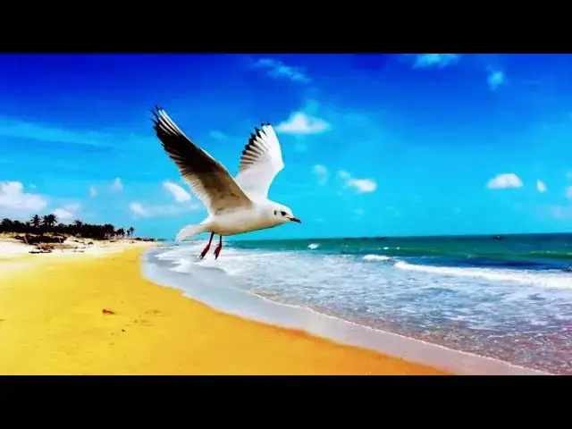 Video thumbnail for Calming Nature Sounds for Pet Relaxation