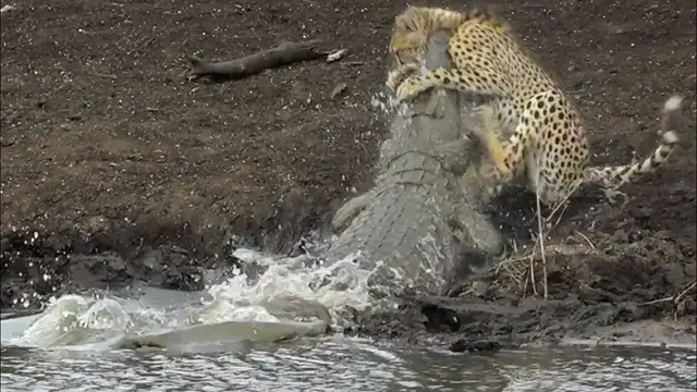 Video thumbnail for Crocodile Catches Cheetah