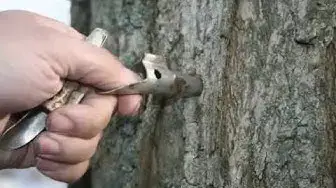 Video thumbnail for Tapping A Maple Tree - Sheri Ann Richerson ExperimentalHomesteader.com