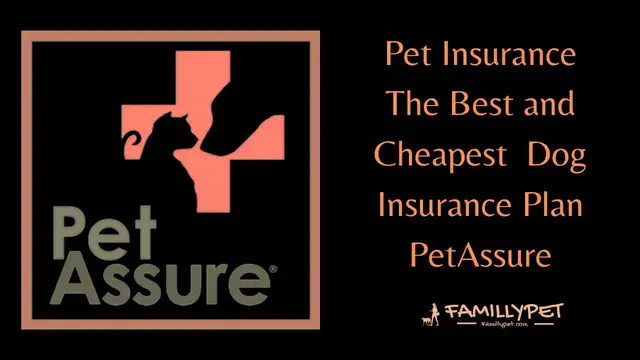 Video thumbnail for Dog Insurance | The Best Health Insurance for Your Dog