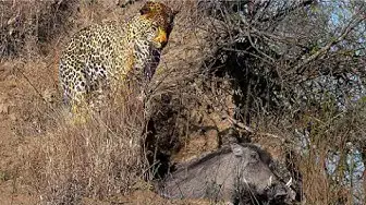 Video thumbnail for Leopard Catches Warthog in its Burrow - Stealth at its Best!