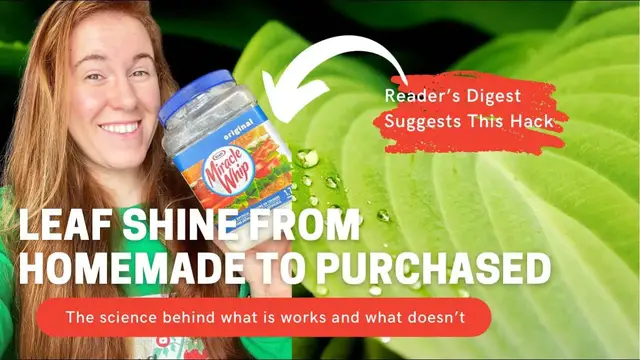 Video thumbnail for Using Mayo For Leaf Shine?! Scientist Opinion On Leaf Shine For Houseplants. The Truth Is Surprising