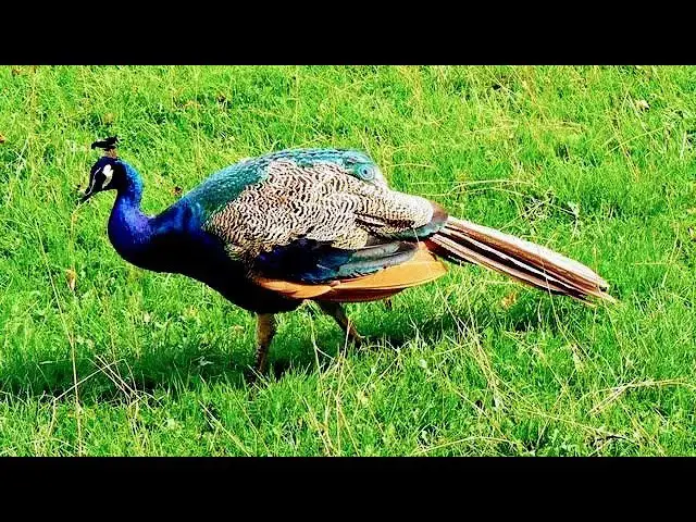 Video thumbnail for 10 Most Beautiful Birds You've Ever Seen