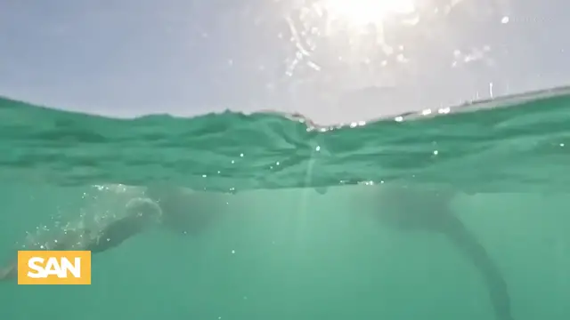 'Video thumbnail for French couple swims the Atlantic to raise ocean awareness and inspire students'