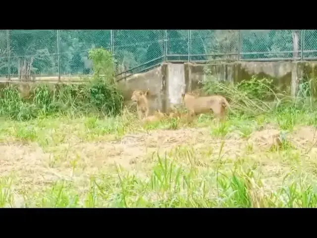 Video thumbnail for @# Fights of lion cubs..@# srilankan safari..@#