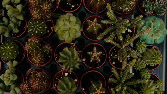 Video thumbnail for Creating Vertical Succulent Gardens