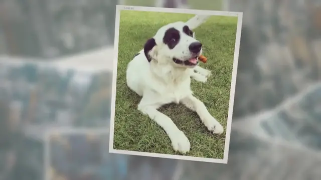 'Video thumbnail for Great Pyrenees Pitbull Mix aka Pyrenees Pit'