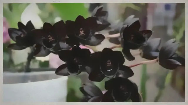 'Video thumbnail for 20 Black Orchid Flower Varieties with Photos, Identification'
