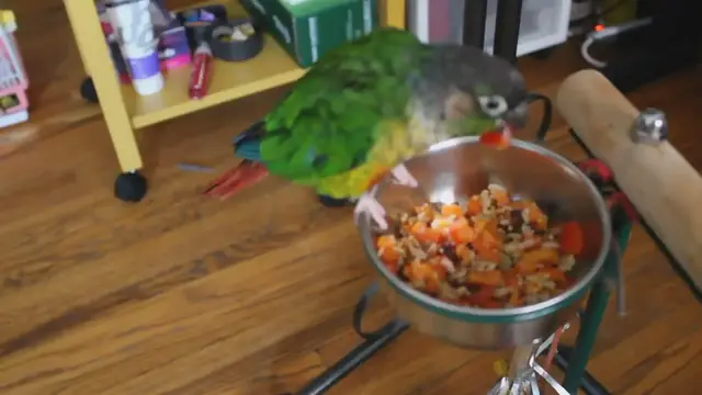 'Video thumbnail for HOW AND WHAT TO FEED YOUR PARROTS Chop, Food, Recipe, Diet'