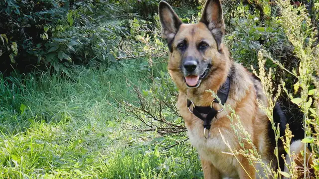 'Video thumbnail for German Shepherd eyes'