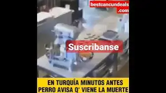 Video thumbnail for #perro en #Turquia avisa la #muerte y #sismosenvivo 😱😱😱🥺#shorts