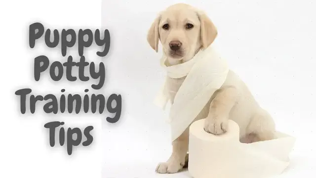 'Video thumbnail for Puppy Potty Training Tips For New And Experienced Dog Owners | Train Dog Videos | Dogsforest.com'
