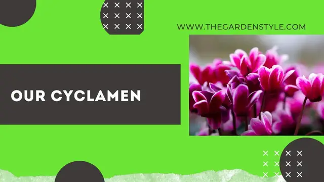 Video thumbnail for Our cyclamen in the Garden - Beautiful Flowers 🪴 🪴