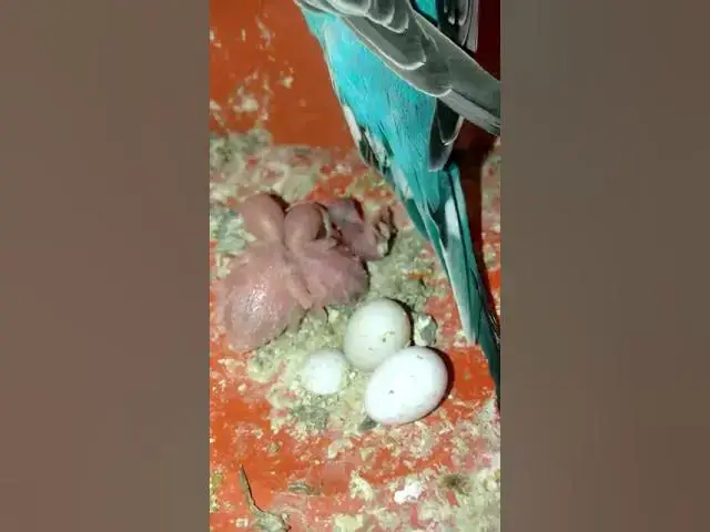 'Video thumbnail for طائر البادجي لحظة خروجه من البيضة - تفقيس بيض البادجي'