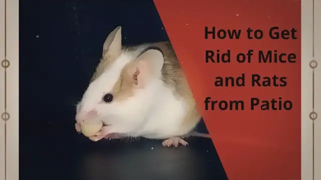 'Video thumbnail for How to Get Rid of Mice and Rats from Patio and Yard'