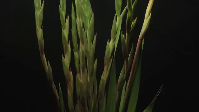 Video thumbnail for Growing Climbers in Vertical Gardens