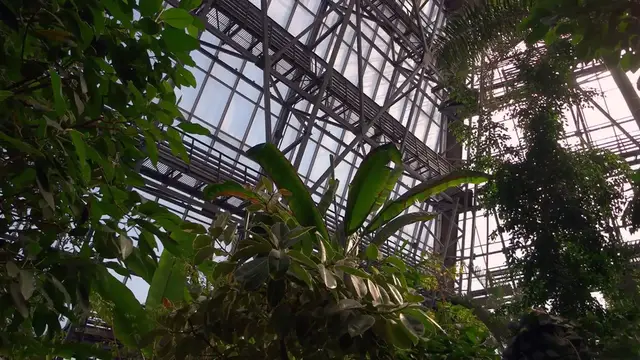 Video thumbnail for Choosing Junipers for Privacy Hedges