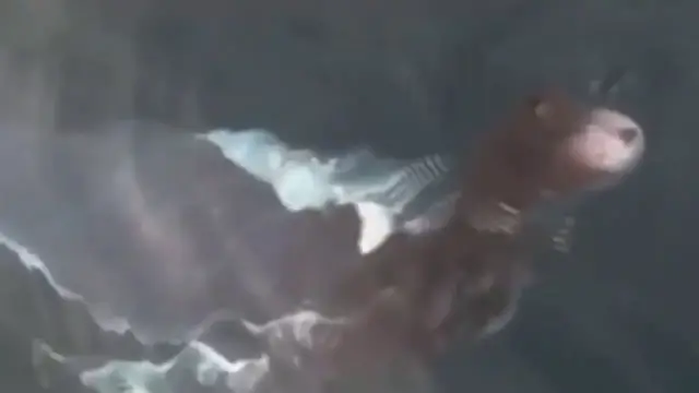 Video thumbnail for A presença misteriosa de uma estranha criatura aquática na Tailândia