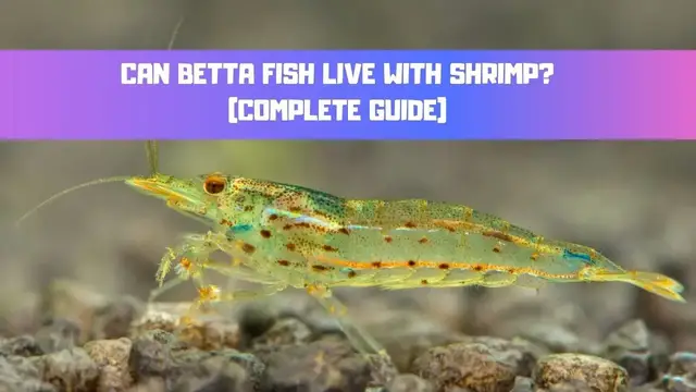 Video thumbnail for Can Betta Fish Live With Shrimp - Complete Guide (Cherry, Amano, Ghost Shrimp)