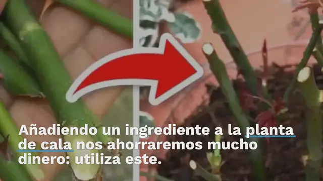 Video thumbnail for Calla, añade esto a la planta: ahorrarás mucho dinero