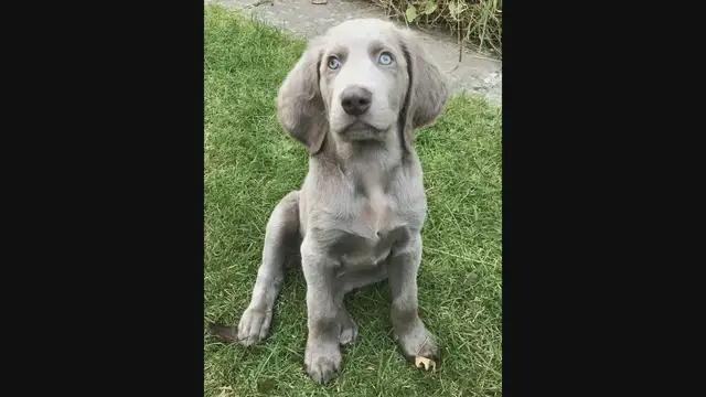 'Video thumbnail for Puppy Training 101: Building a Foundation for a Well-Behaved Dog'