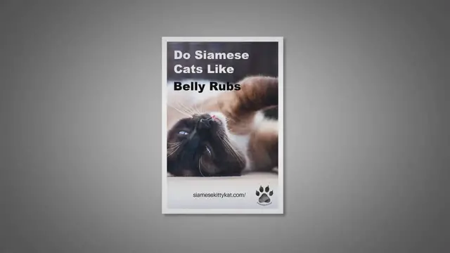 Video thumbnail for Do Siamese Cats Like Belly Rubs?