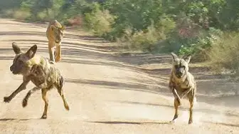 Video thumbnail for Lioness Tracks Down Wild Dogs From 4kms Away