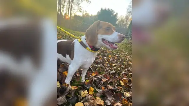 'Video thumbnail for Pet of the Week 11/04/22'