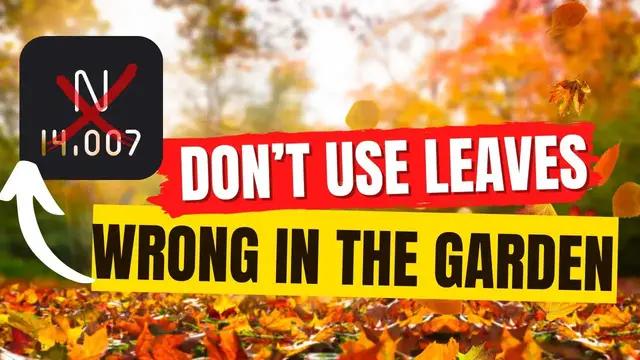 'Video thumbnail for How To Use Leaves In The Garden. The Dangers On Using Leaves Incorrectly. | Gardening In Canada'