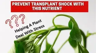 'Video thumbnail for This Nutrient Help Plants Manage Stress! Potassium For Transplanting. 🌱🌿Plantmas ep 13'