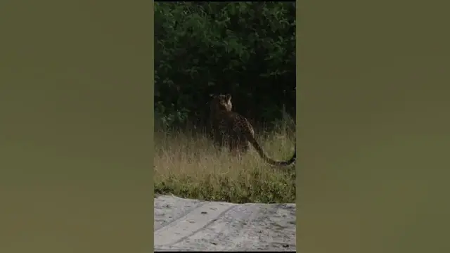 Video thumbnail for Beautiful leopard marking its territory by scratching the ground  in Wilpattu #shorts
