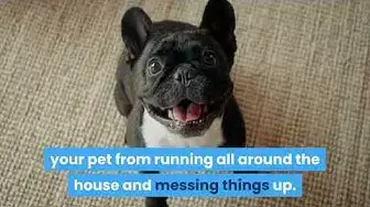 'Video thumbnail for Best Playpen for a French Bulldog'