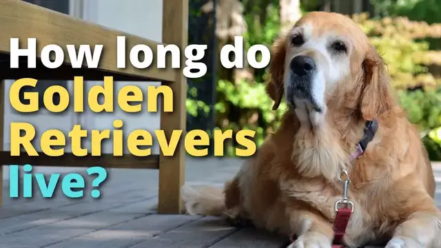 Video thumbnail for How Long Do Golden Retrievers Live?