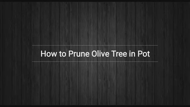 Video thumbnail for Pruning Olive Trees in Pots - 5 Principles