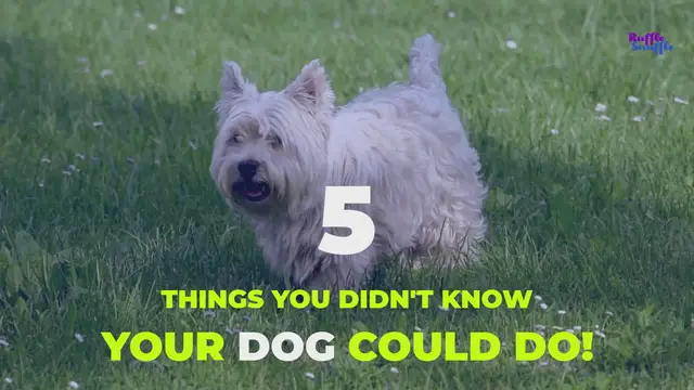Video thumbnail for 5 Things You Didn't Know Your Dog Could Do!