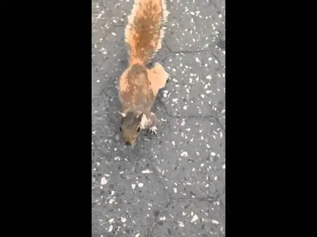 'Video thumbnail for Union Square Squirrel'