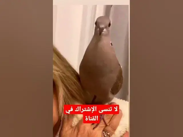 'Video thumbnail for حكم تربية الطيور في الأقفاص والمنازل'