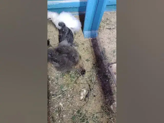 Video thumbnail for Cute Baby Silkie Chicks 2022-9-16 #Shorts
