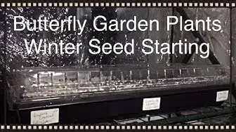 Video thumbnail for Winter Seed Starting For Butterfly Garden Plants
