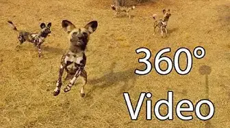 Video thumbnail for What It's Like Being Surrounded by Wild Dogs -- 360° Virtual Reality