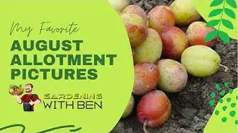 'Video thumbnail for 🎥 ✅ Stunning August Allotment Photos That Will Inspire Your Garden 🌿📸 | Visual Tour 2021 ✨'