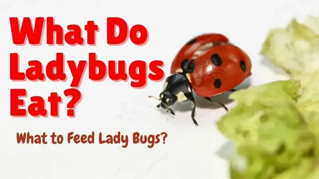 Video thumbnail for What do Ladybugs Eat - What do Ladybirds Eat - What to Feed Ladybugs?
